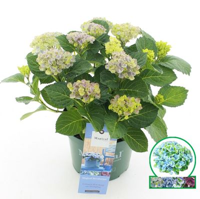 Hortensia magical revolution blauw p23