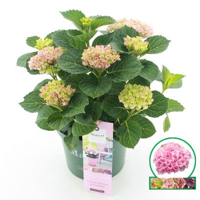 Hortensia magical revolution roze p23