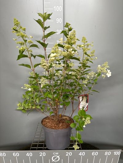 Hydrangea paniculata 'Kyushu'