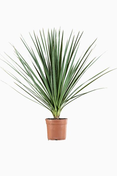Cordyline p29