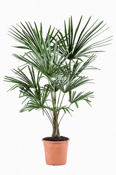 Trachycarpus fortunei (palmier de chine) p22