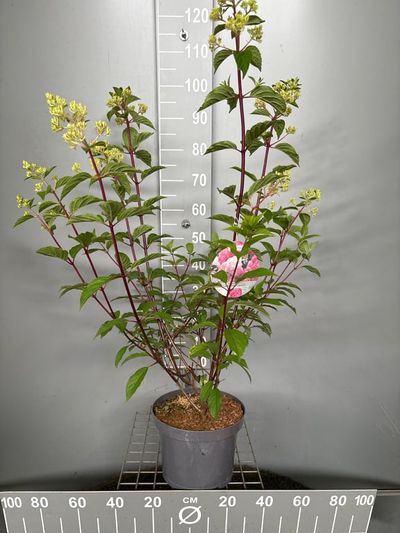 Hydrangea paniculata 'Vanille Fraise'