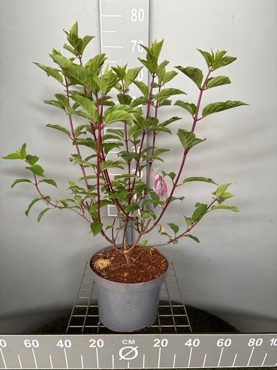 Hydrangea paniculata 'Vanille Fraise'