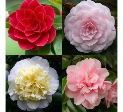 Camélia japonica mélange p19