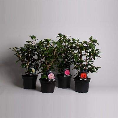 Japanse camelia  p19