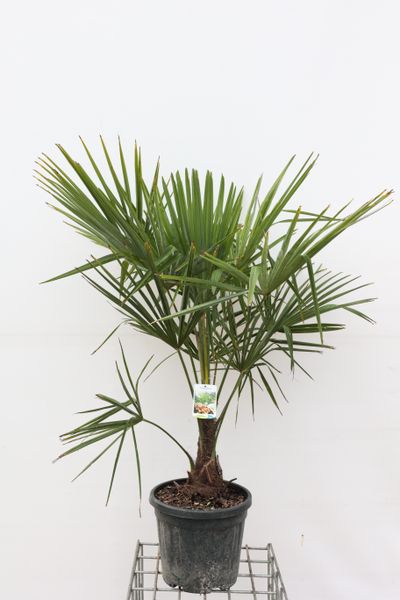 Trachycarpus fortunei (palmier de chine) p28