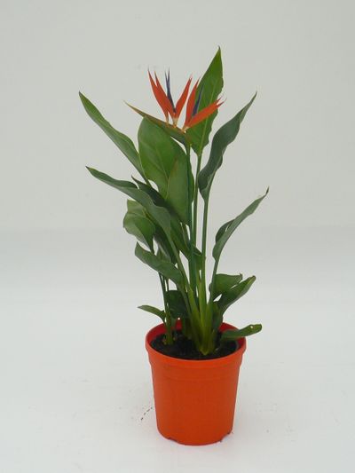 Strelitzia reginae (Paradijsvogelbloem)