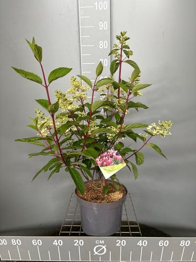 Hydrangea paniculata 'Pinky Winky'