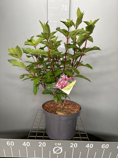 Hydrangea paniculata 'Pinky Winky'