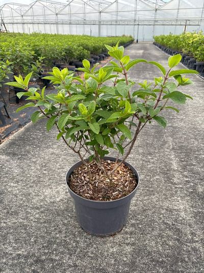 Hydrangea paniculata 'Bobo'