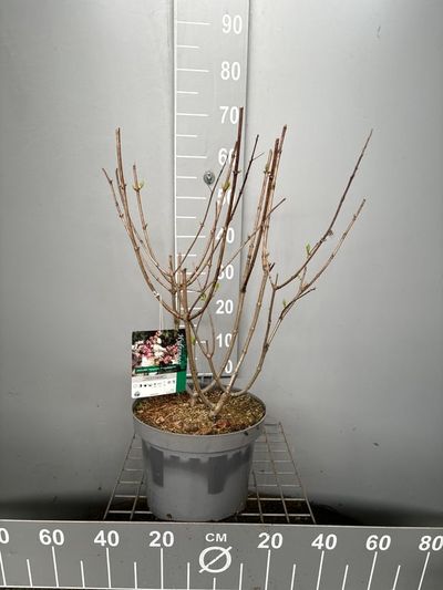 Hydrangea paniculata 'Candlelight'