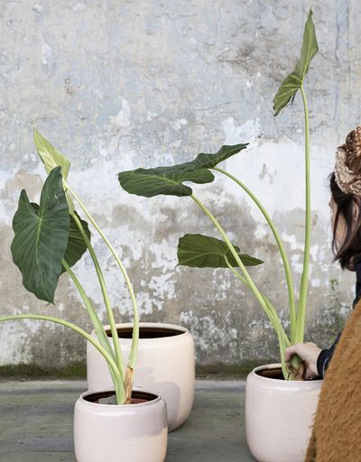 Glazed shades Pot fleur costa 18,5x18,5 rose