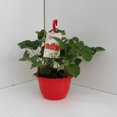 Fragaria hangpot