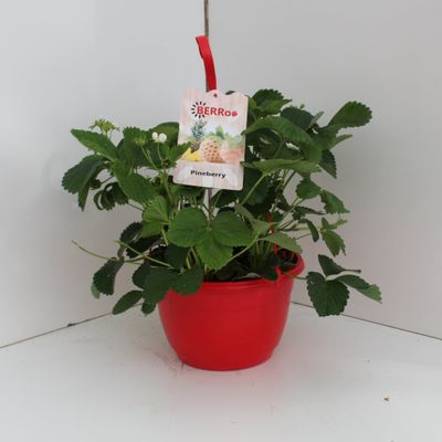 Fragaria hangpot
