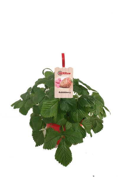 Fragaria hangpot