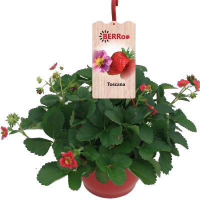 Fragaria hangpot
