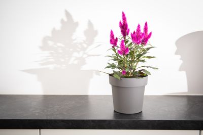 Pot rond happy 16 cm anthracite