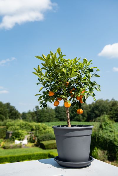 Pot essential 12cm