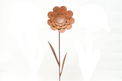 Fleur sauvage