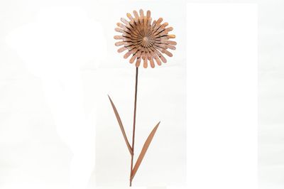 Fleur sauvage