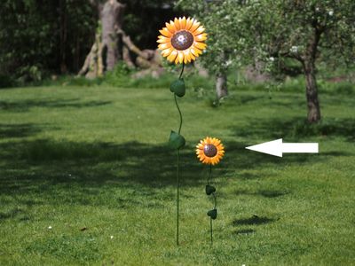 Tournesol