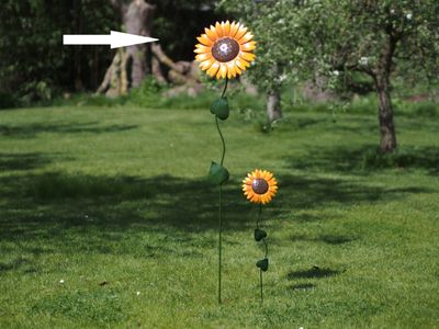Grand tournesol