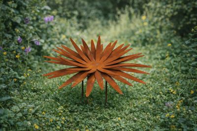 Tuinsteker grote bloem distel