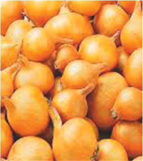 Plantsjalot yellow moon 7/15 500g