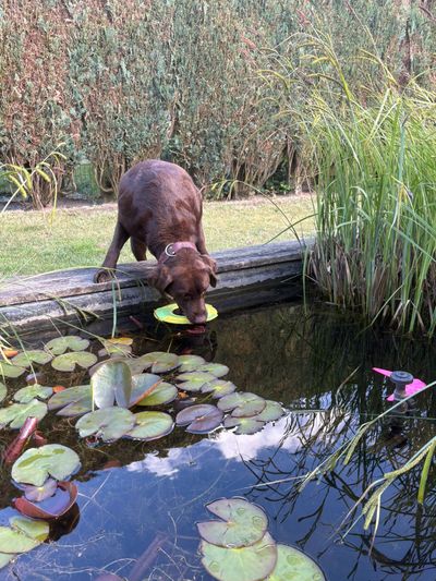 Speelgoed hond tpr frisbee groen 23cm