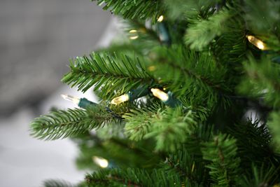 Norfolk pe table tree w/pot 137cm 200l transfo