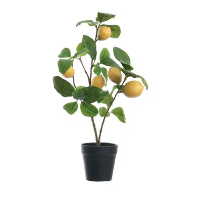 Citroenplant geel pot 45 cm