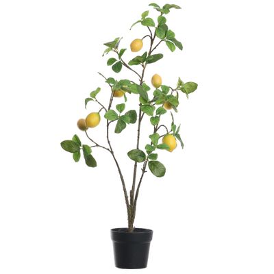 Citroenplant geel pot 105 cm