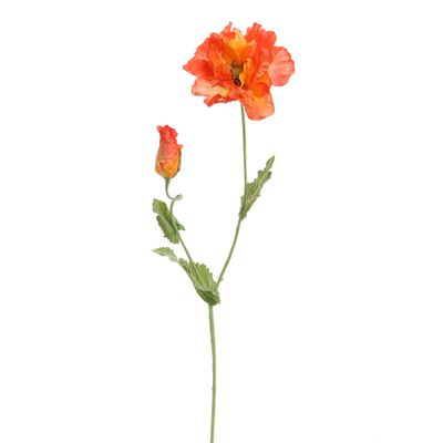 Pavot orange
