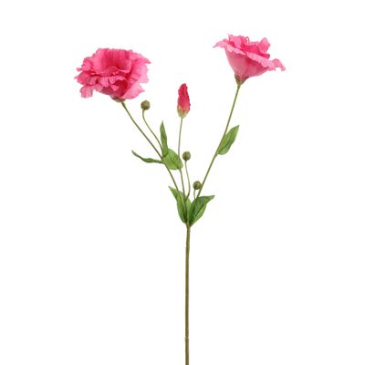 Lysianthus donker roze
