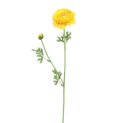Renoncule jaune