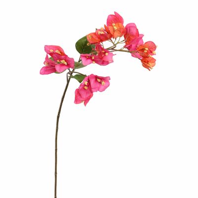 Bougainvillier beauty