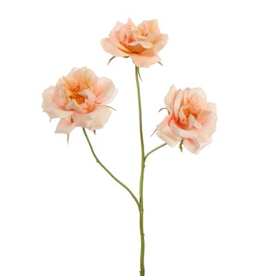 Rosier de jardin pêche