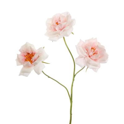 Rosier de jardin rose