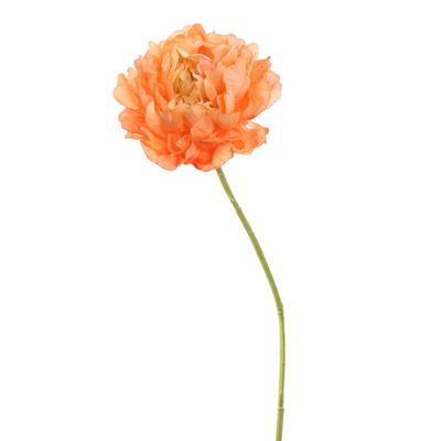 Pivoine orange