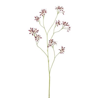 Pelargonium burgundy
