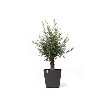 Rotterdam wheels 50 pot de fleurs 