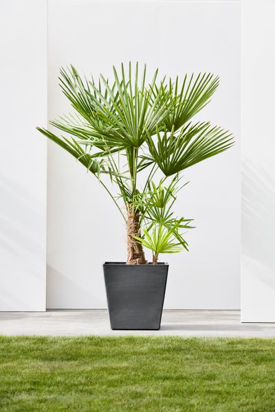Rotterdam wheels 50 pot de fleurs 