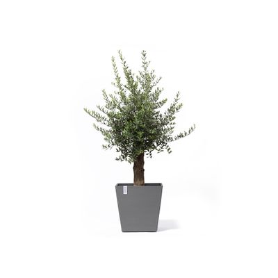 Rotterdam wheels 50 pot de fleurs 