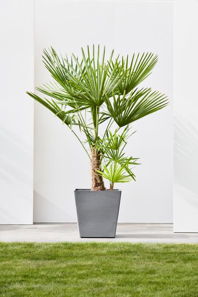 Rotterdam wheels 50 pot de fleurs 