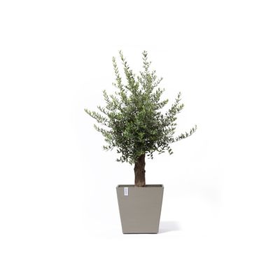 Rotterdam wheels 50 pot de fleurs 