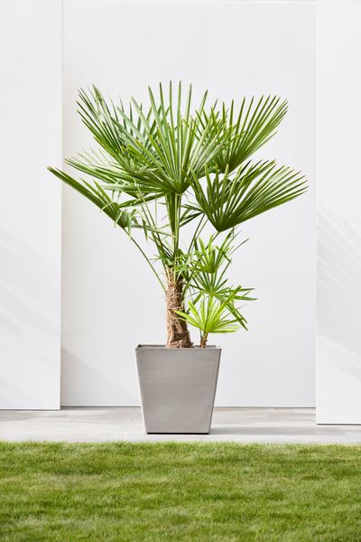 Rotterdam wheels 50 pot de fleurs 