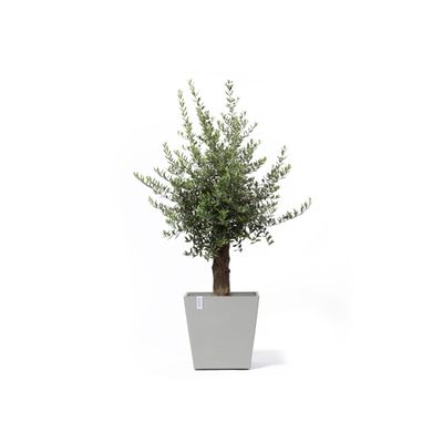 Rotterdam wheels 50 pot de fleurs 