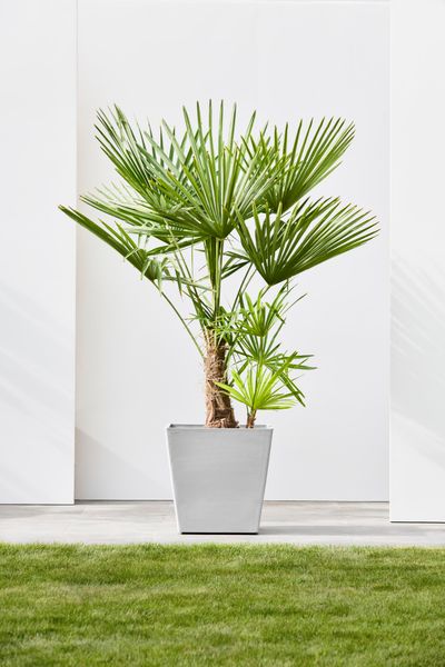 Rotterdam wheels 50 pot de fleurs 