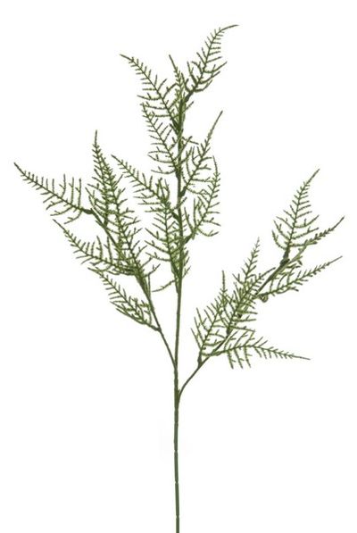 Asparagus l69cm groen