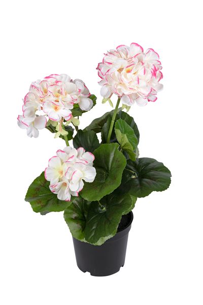 Geranium wit/roze